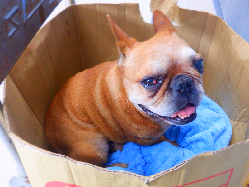 Tan adult male French Bulldog, Medium, shelter no. …5243