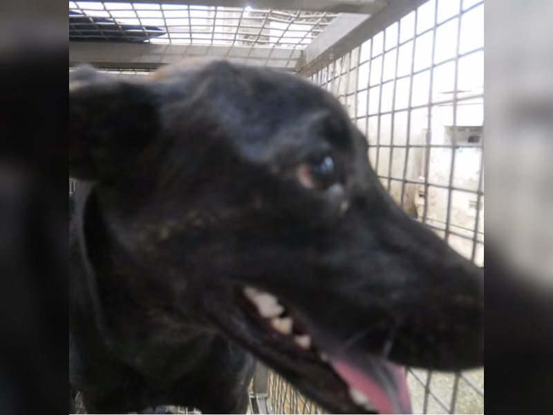 ミックス犬(オス・成犬・黒)、中型, 施設番号 …9-04