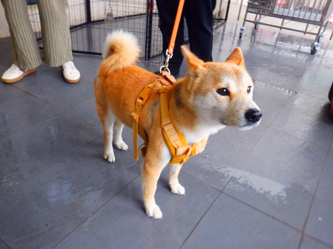 Tan adult male Shiba Inu, Medium, shelter no. …2281