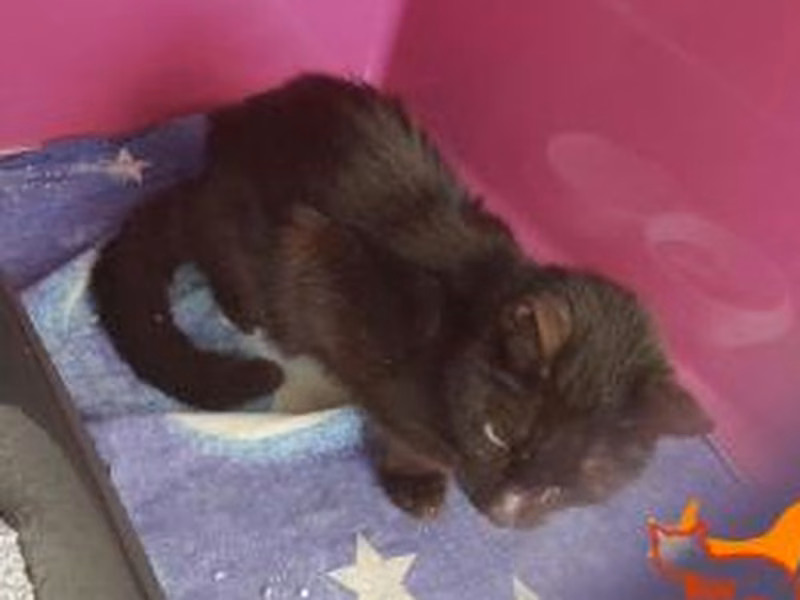 Black senior male European Shorthair, shelter no. …3225