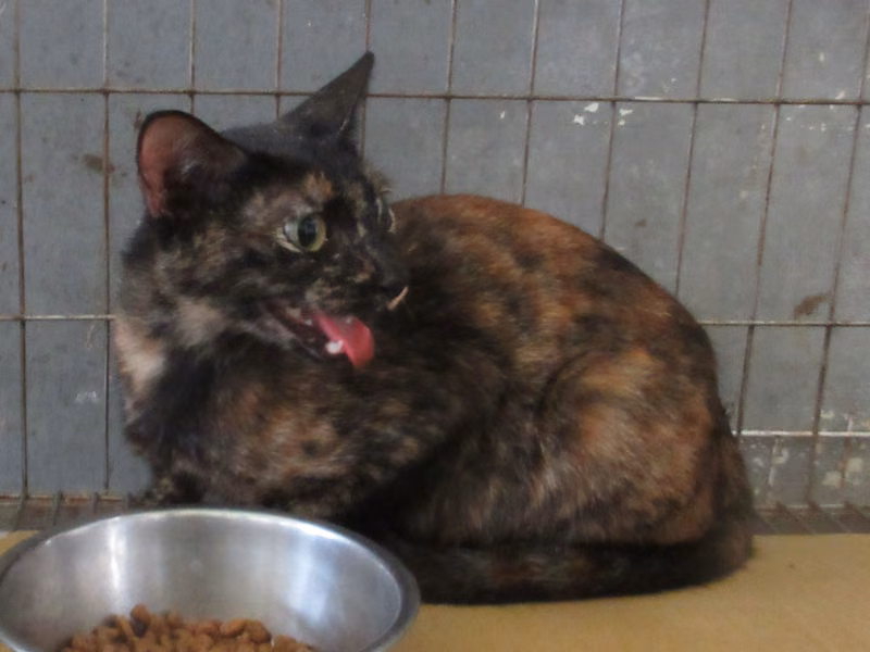 Adult female mixed-breed cat, Medium, shelter no. …0002