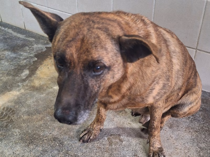 Tabby adult male mixed-breed dog, Medium, shelter no. …0002