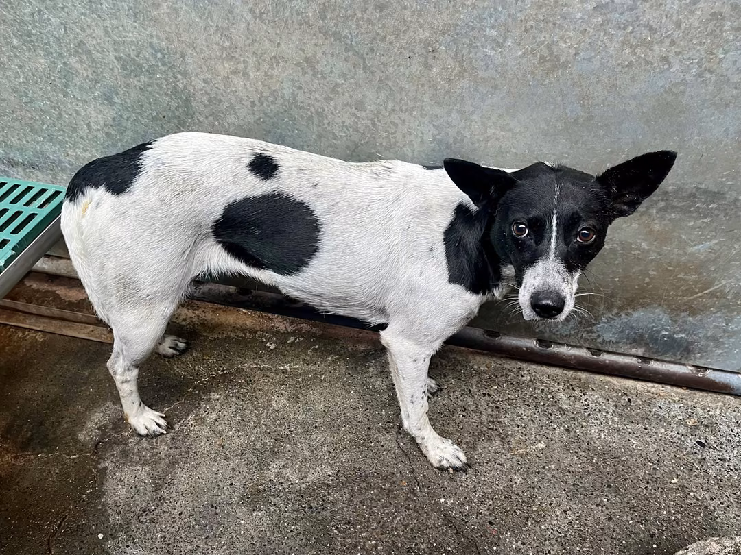 Black-and-white adult female mixed-breed dog, Medium, shelter no. …5004