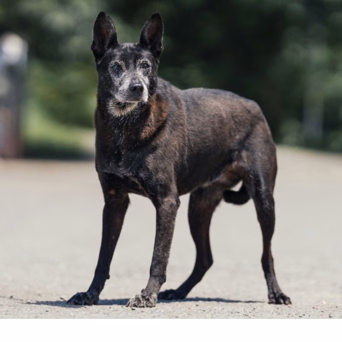 Black adult female mixed-breed dog, Medium, shelter no. …2507