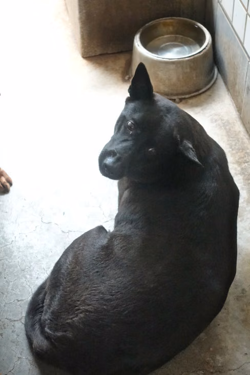 Black adult male mixed-breed dog, Large, shelter no. …1031
