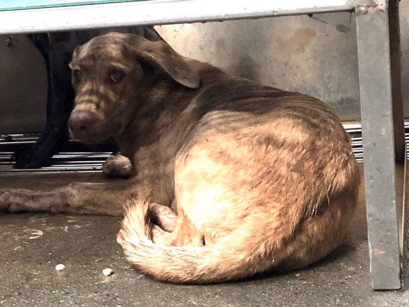 Tan tabby adult male mixed-breed dog, Medium, shelter no. …2006