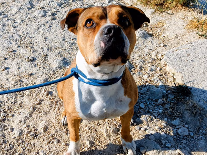 Vaquilla, Senior · Female · Medium · Mixed breed