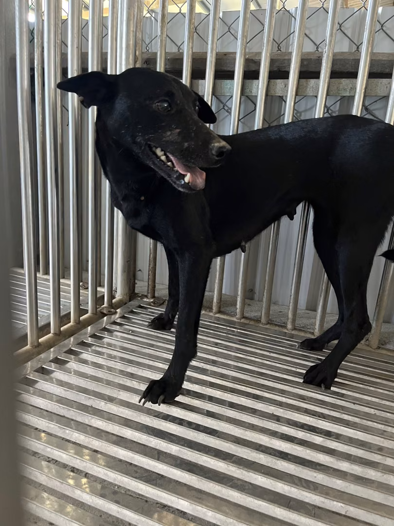 Black adult female mixed-breed dog, Medium, shelter no. …6001