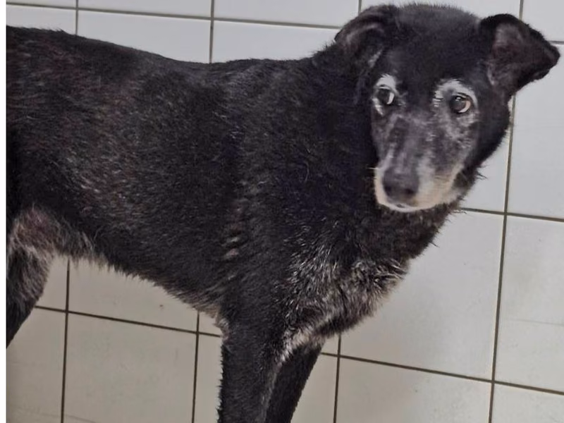 Black adult female mixed-breed dog, Medium, shelter no. …1003