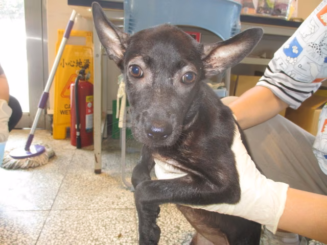 Black young female mixed-breed dog, Small, shelter no. …1009