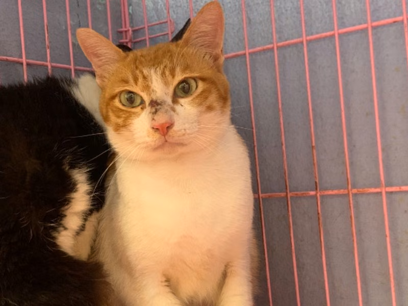 Orange-and-white adult male mixed-breed cat, Small, shelter no. …3004
