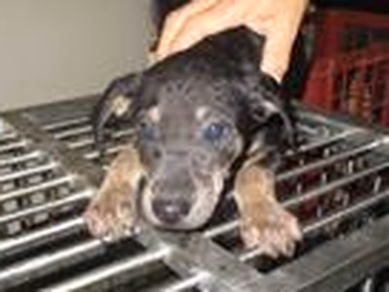 Black-and-tan young male mixed-breed dog, Small, shelter no. …5011
