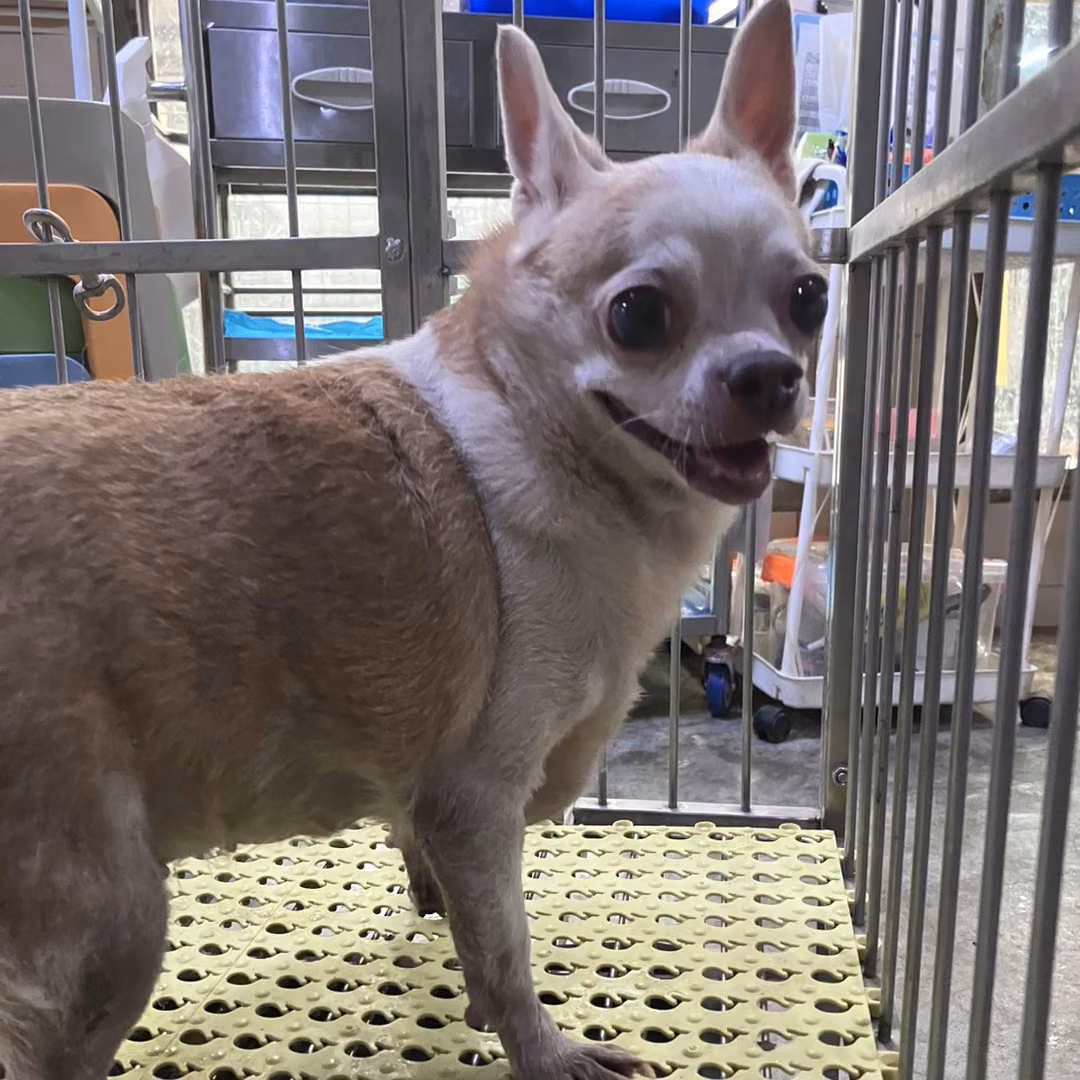 Tan-and-white adult female Chihuahua, Small, shelter no. …2002