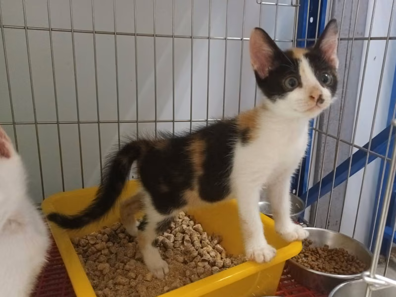 Calico young female mixed-breed cat, Small, shelter no. …1104