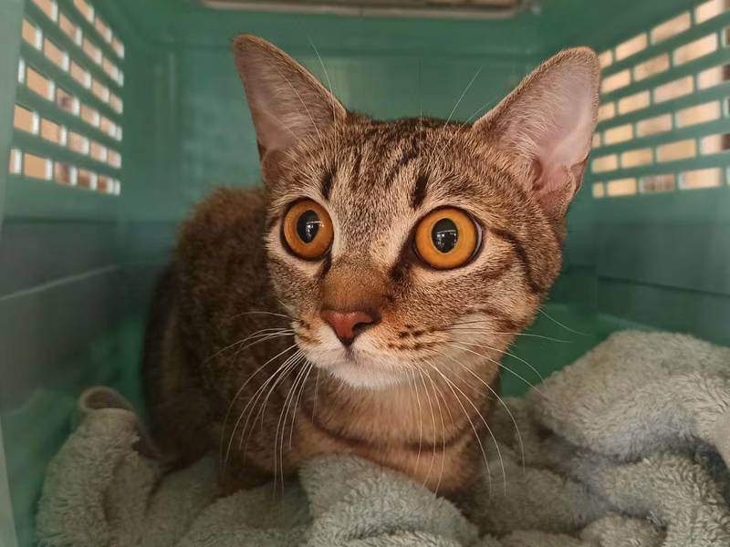Adult female mixed-breed cat, Small, shelter no. …1C02