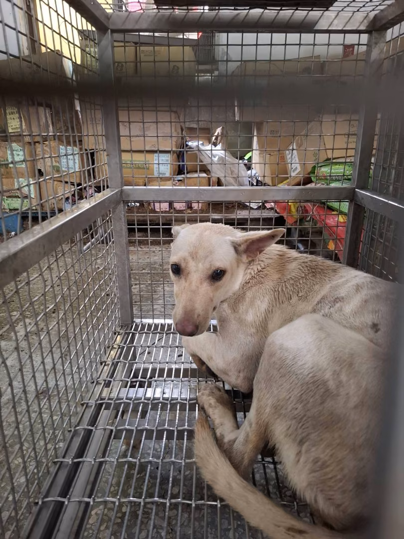 White adult female mixed-breed dog, Medium, shelter no. …4-03