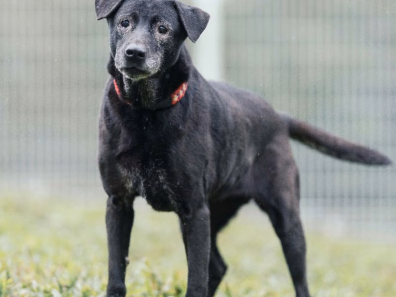 Black female mixed-breed dog, Large, shelter no. …6005