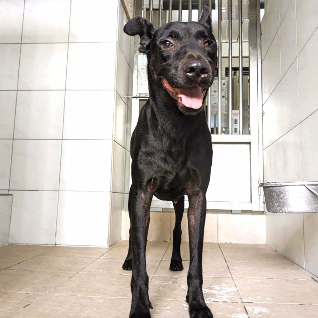 Black adult male mixed-breed dog, Large, shelter no. …7002