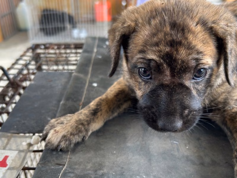Tabby adult female mixed-breed dog, Medium, shelter no. …7014