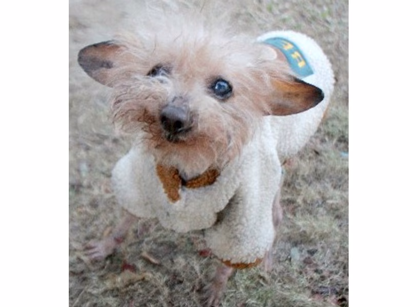 Brown adult male poodle, Medium, shelter no. …6002