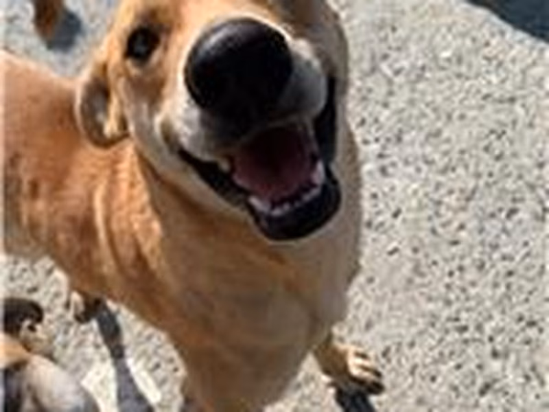 Tan adult male mixed-breed dog, Medium, shelter no. …9002