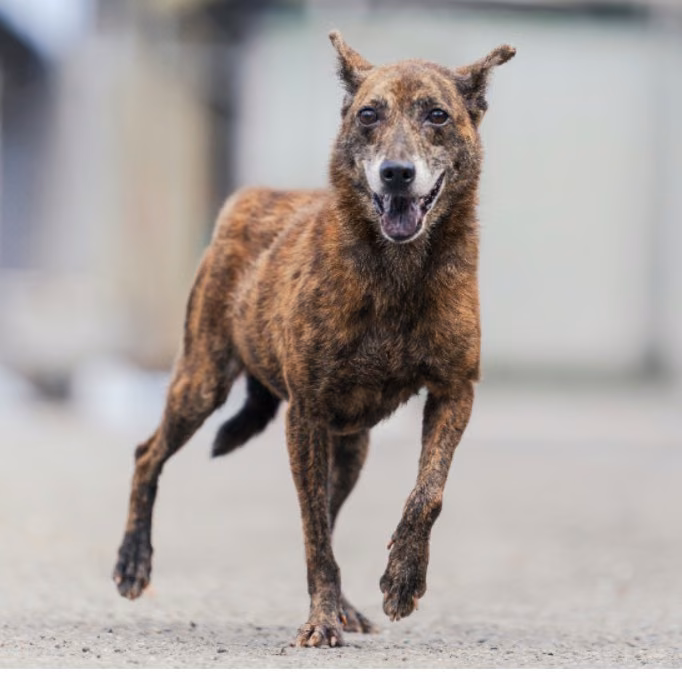 Tabby adult female mixed-breed dog, Medium, shelter no. …2803