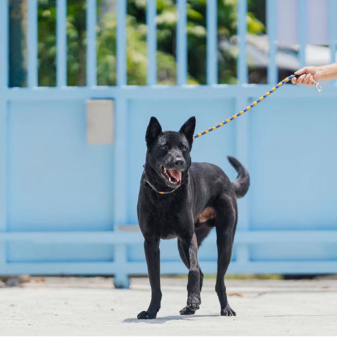 Black adult male mixed-breed dog, Small, shelter no. …8001
