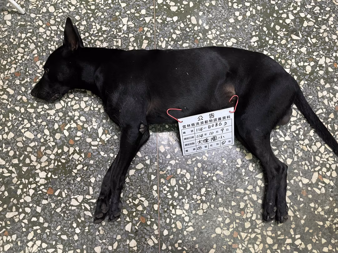 Black adult male mixed-breed dog, Large, shelter no. …086D
