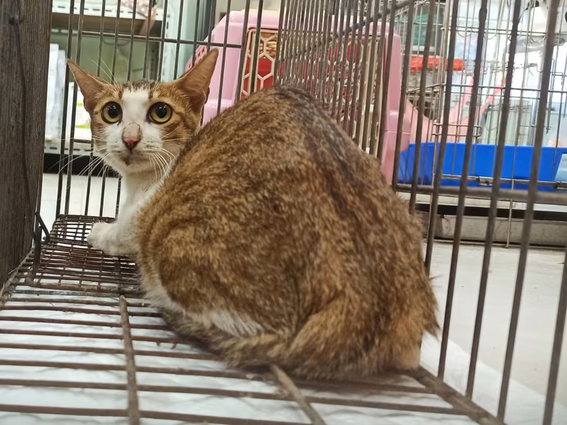 Adult female mixed-breed cat, Small, shelter no. …4C01