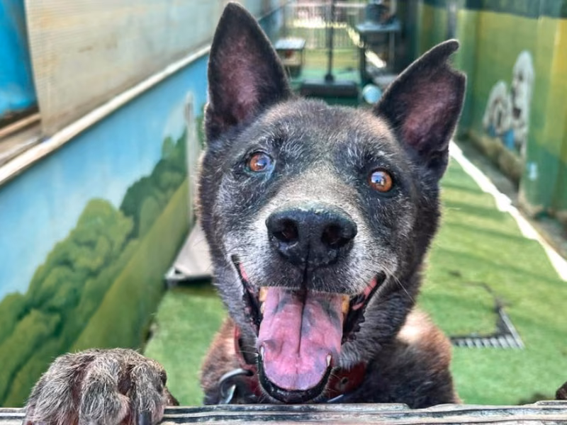 Gray adult male mixed-breed dog, Medium, shelter no. …8-10