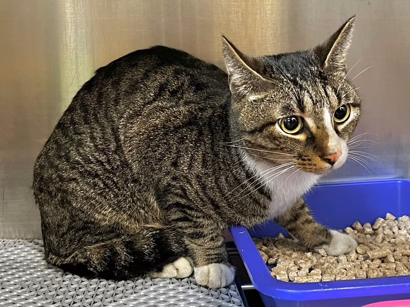Tabby-and-white adult male mixed-breed cat, Medium, shelter no. …6009