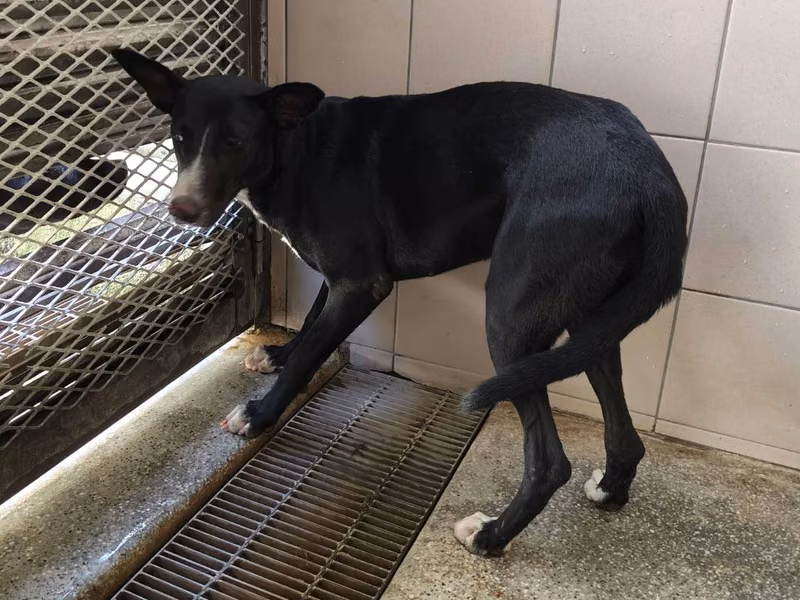 Black adult female mixed-breed dog, Large, shelter no. …1001