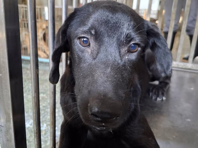 Black adult male mixed-breed dog, Medium, shelter no. …0-05