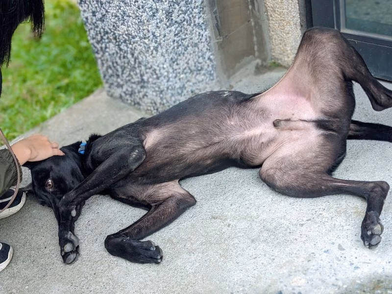 Black adult male mixed-breed dog, Medium, shelter no. …6001