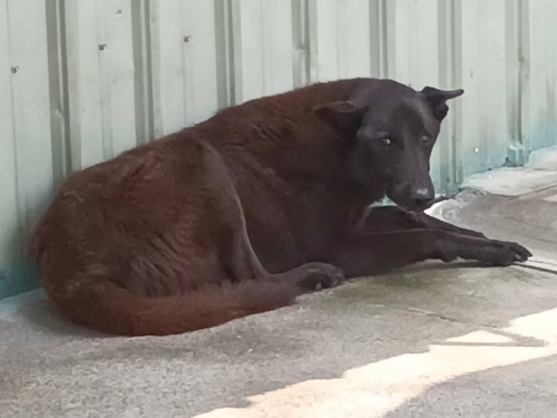 Black adult male mixed-breed dog, Large, shelter no. …038D