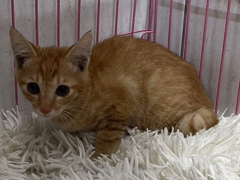 Orange tabby young male mixed-breed cat, Small, shelter no. …4001