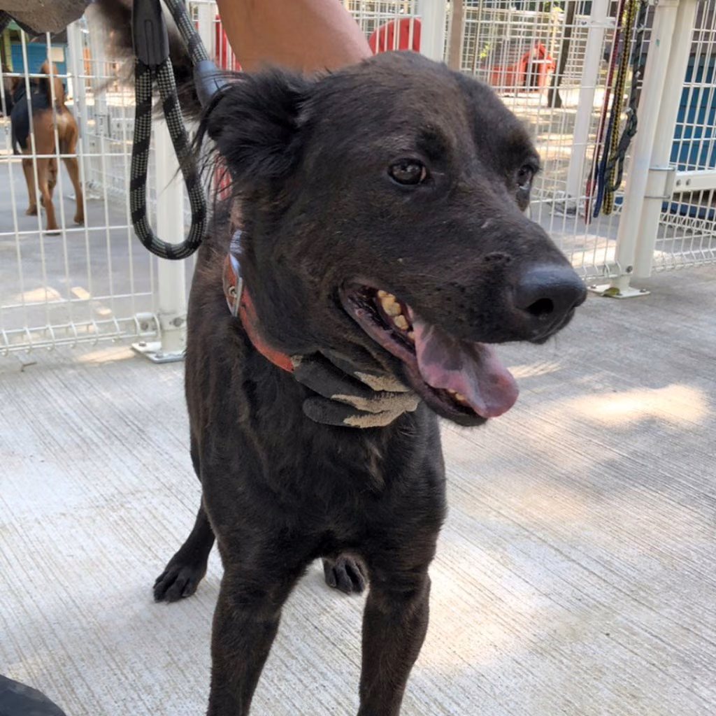 Black adult female mixed-breed dog, Medium, shelter no. …9-12