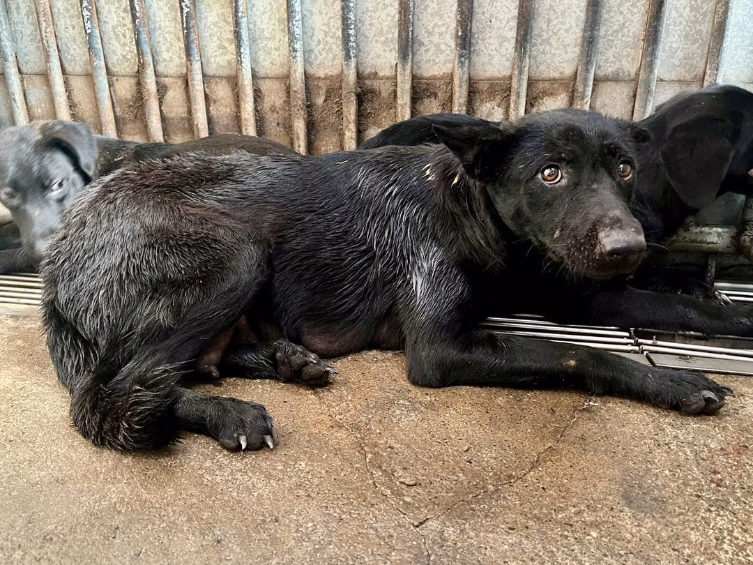 Black adult female mixed-breed dog, Medium, shelter no. …5001