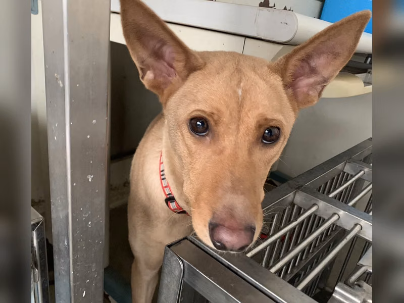 Tan adult female mixed-breed dog, Medium, shelter no. …0810