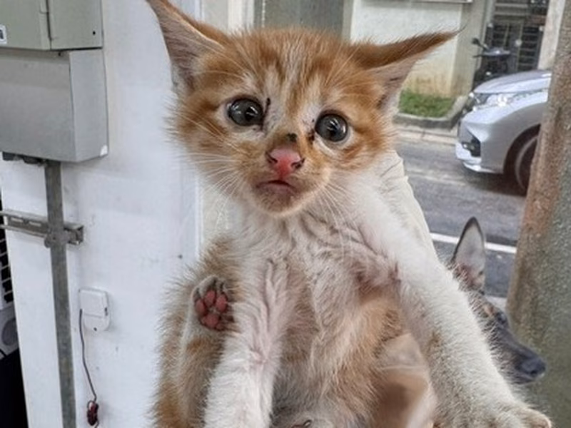 Pusang halo ang lahi (Bata, dilaw at puti), Maliit, blg. ng shelter …6010
