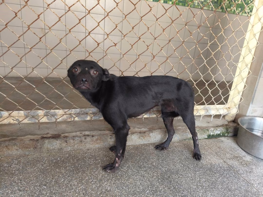 Black adult female mixed-breed dog, Large, shelter no. …1301
