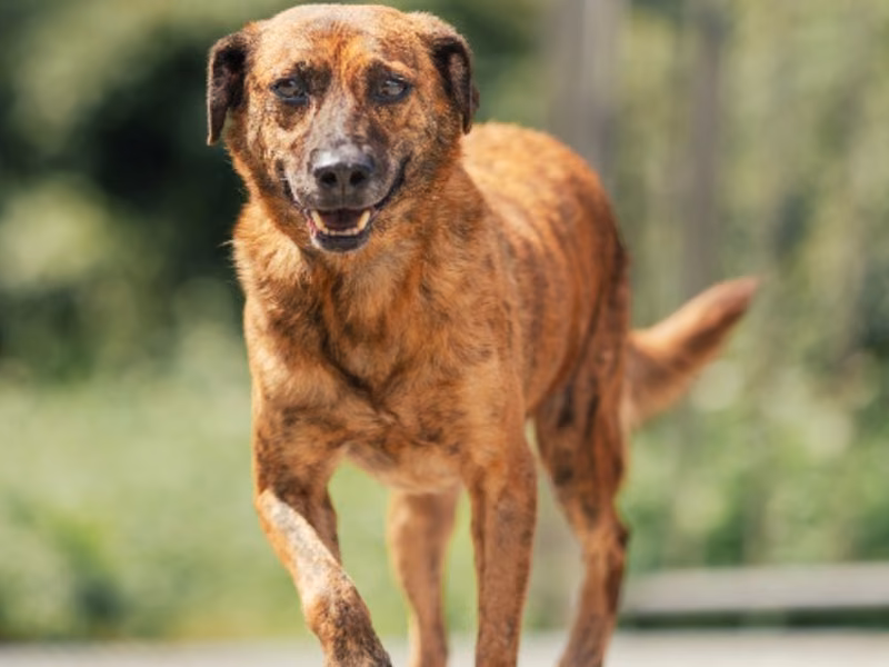Tan tabby adult male mixed-breed dog, Small, shelter no. …0703