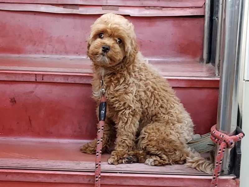 Brown adult female poodle, Small, shelter no. …2001
