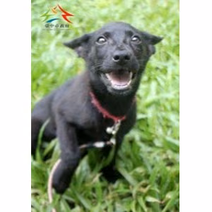 Black young female mixed-breed dog, Medium, shelter no. …6018