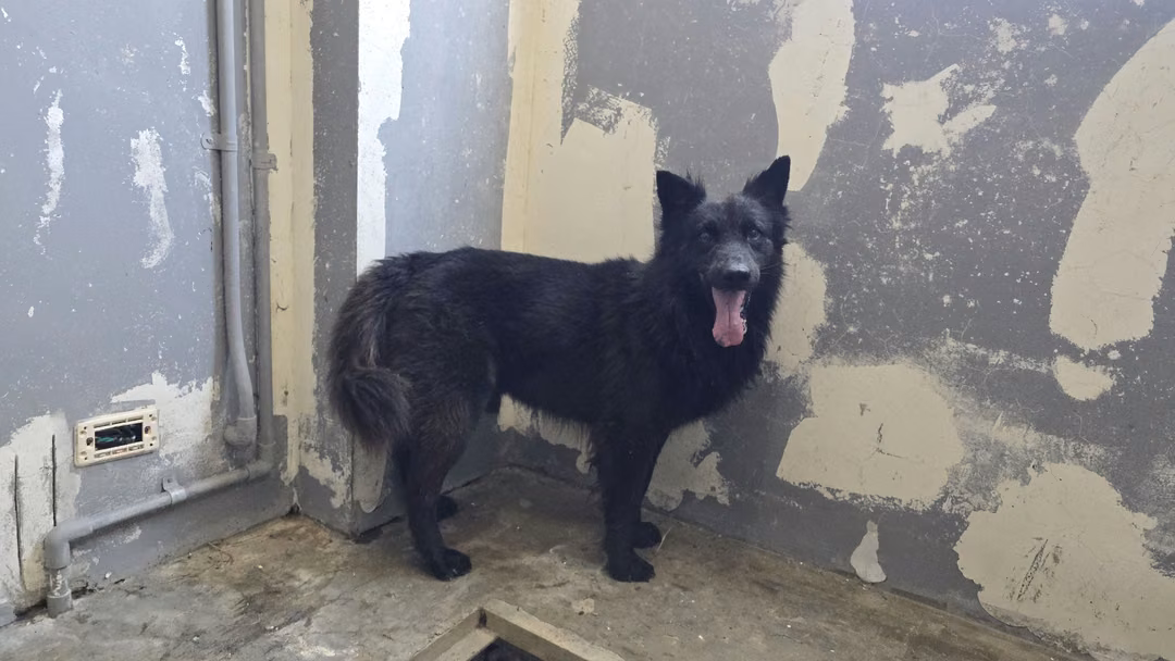 Black adult male mixed-breed dog, Medium, shelter no. …2001