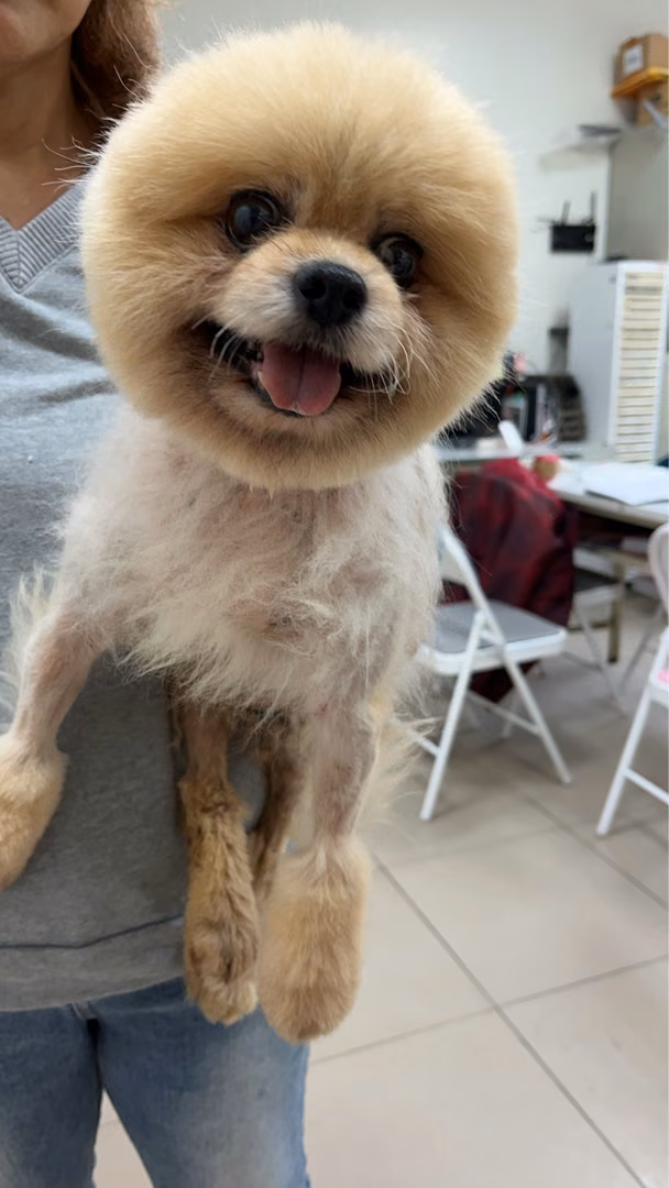 Brown adult male Pomeranian, Small, shelter no. …3010