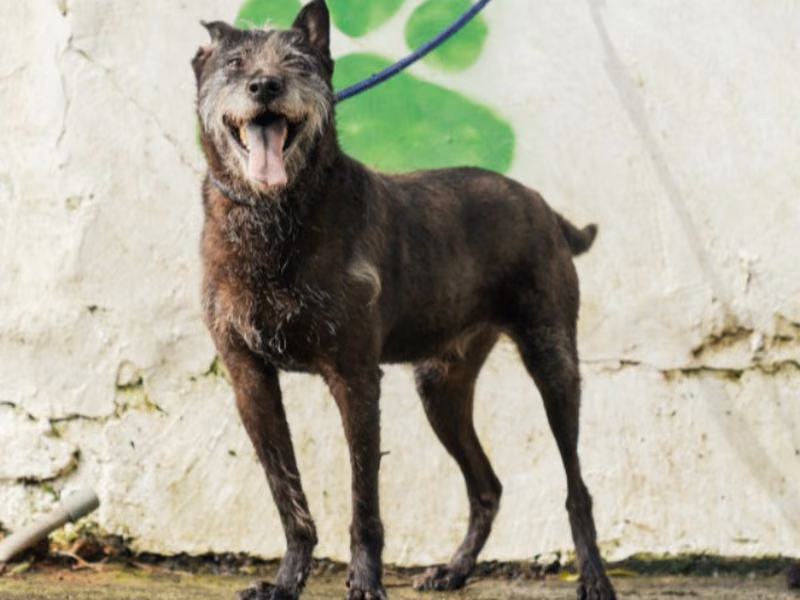 Black-and-gray adult male mixed-breed dog, Medium, shelter no. …1708