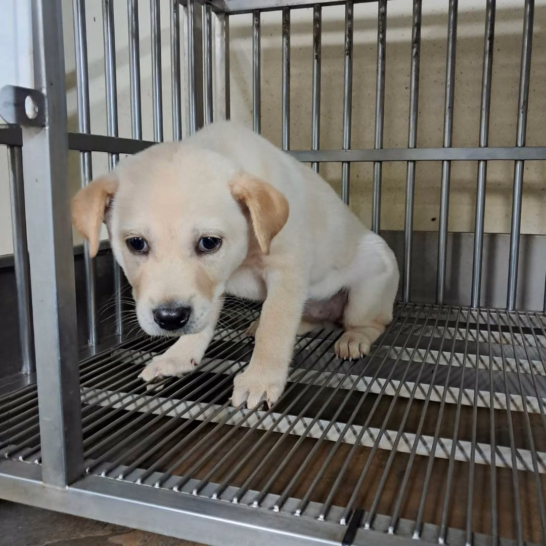 White young female mixed-breed dog, Small, shelter no. …1002