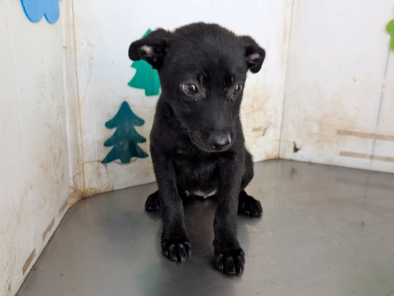 Black young female mixed-breed dog, Medium, shelter no. …2715