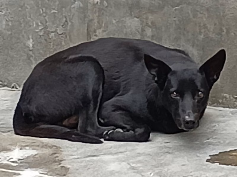 Black adult male mixed-breed dog, Large, shelter no. …010D